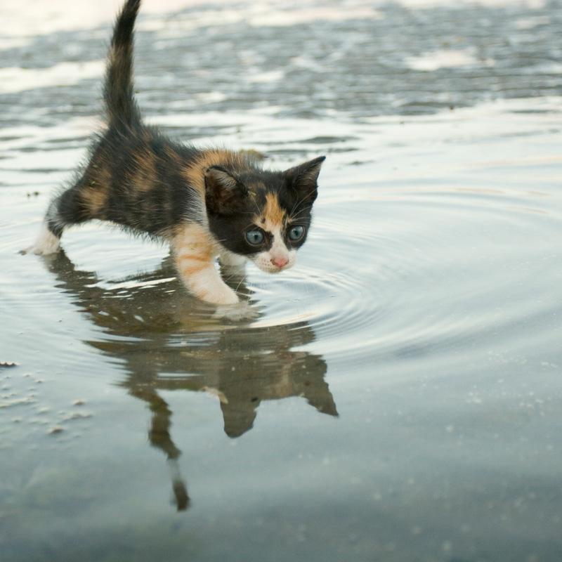 gatinho in the tide