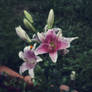 Lilium