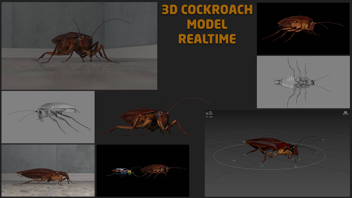 Cockroach Reference American Cockroach 3d Model by mustafavangol on DeviantArt