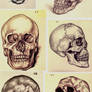 Skull Sketches