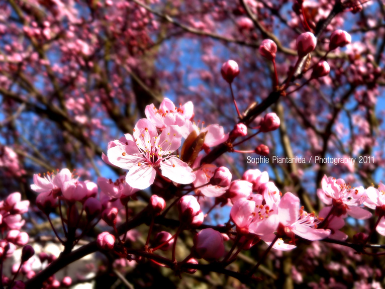 Ume Blossom