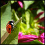 Hey Miss Ladybug