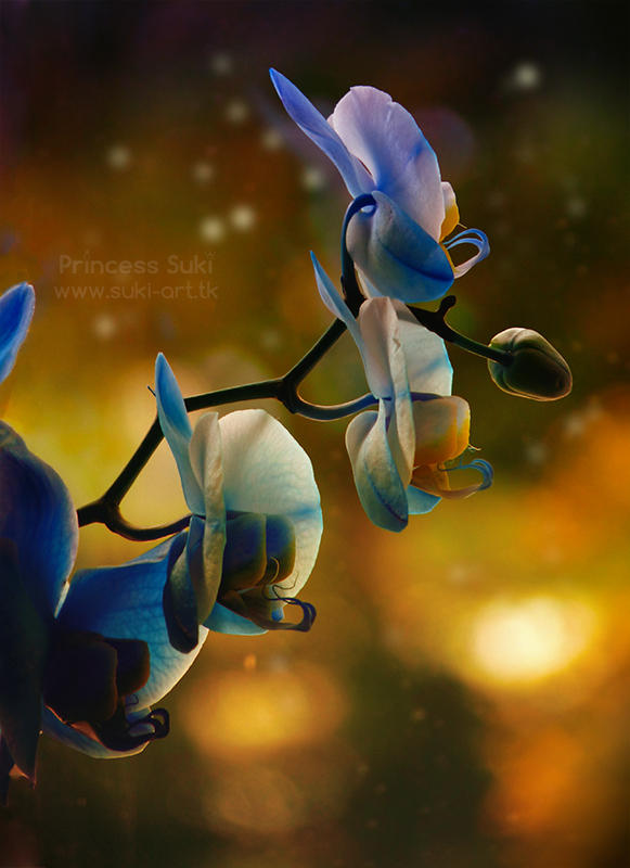 Blue Orchid by Princess-Suki-W