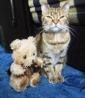 Puszedli and the teddy bear.