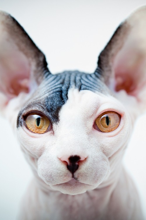 can someone buy me a hairless cat please