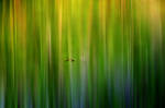 Lost in Paradise by fitrido