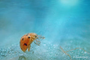 Diving by fitrido