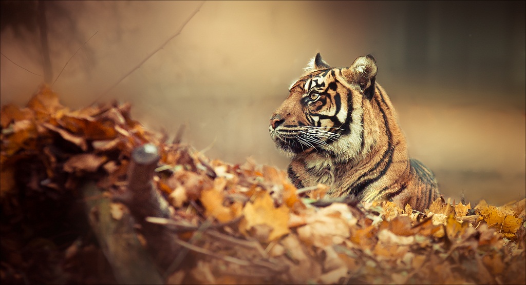 Autumn Tiger