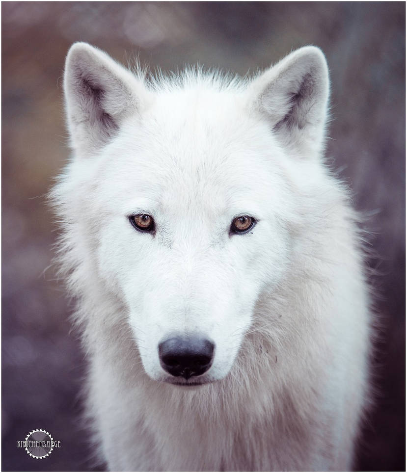 White wolf III