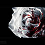 White rose V