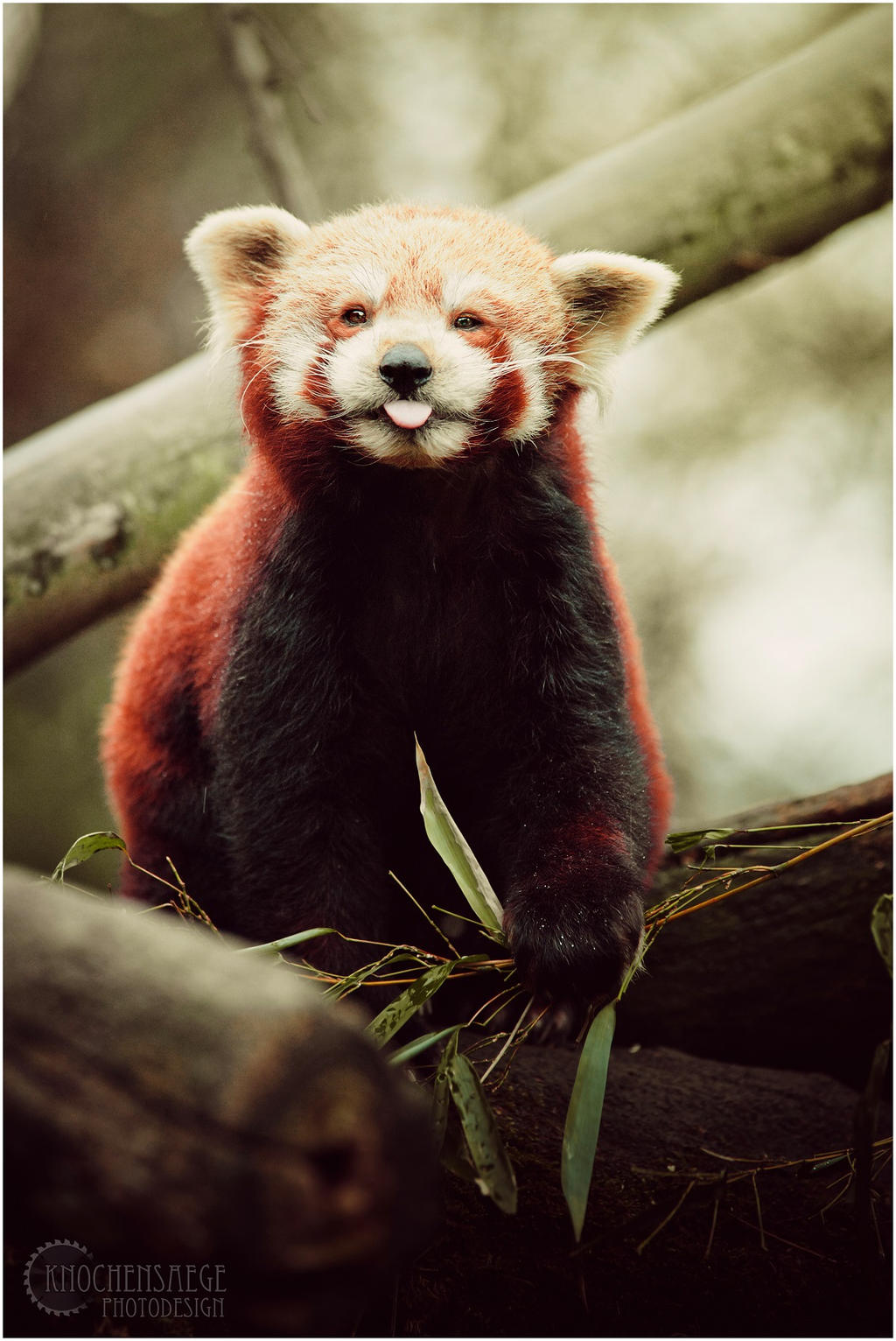 red panda I