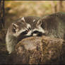 racoon love