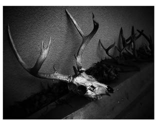 Deer Skulls 3.567