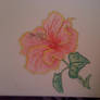 Hibiscus in pastel