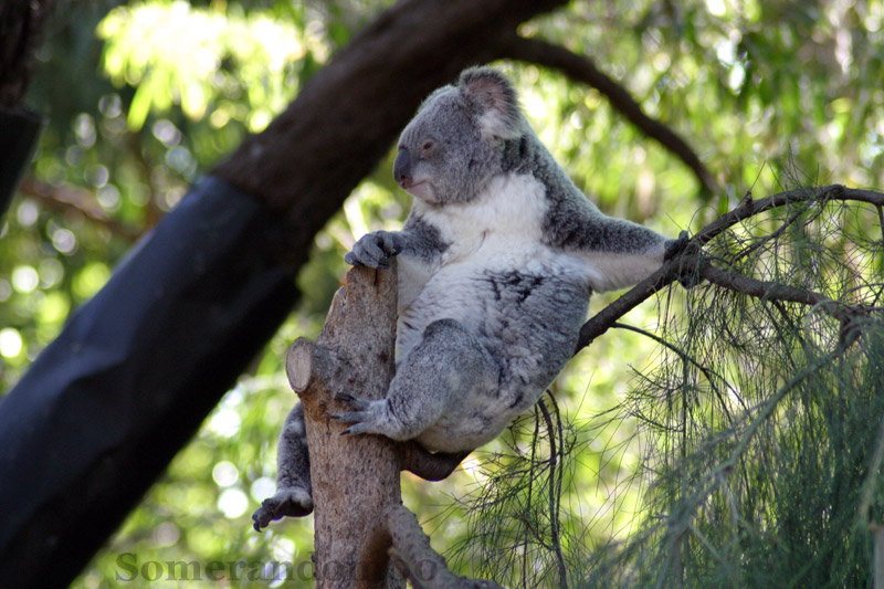 Koala