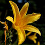 Flower Garden - Yellow Lily 1