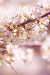 Let spring be.. by OceanLoner04