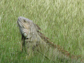 Iguana