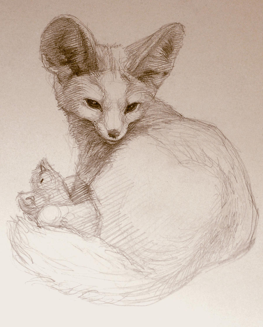 Fennecus