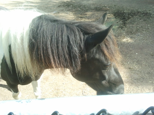 Pony