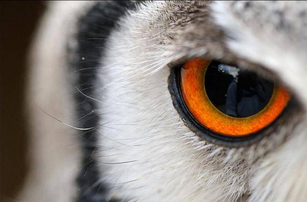 Owl Eye