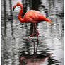 Flamingo Ripples