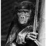 Black and White Chimp