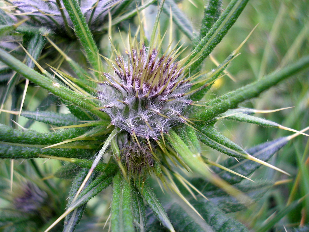 Thorny Thistle