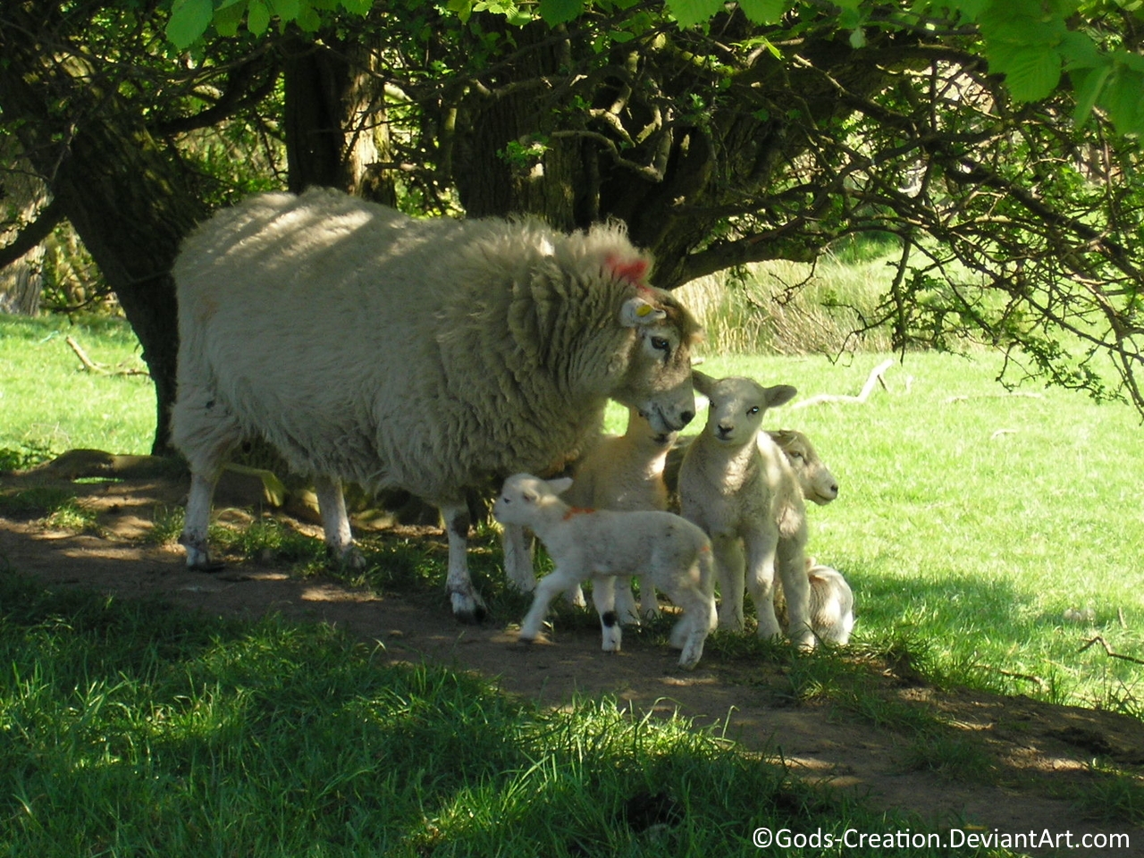 His people and His sheep