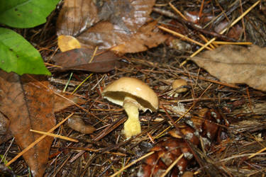 yellow Mushroom