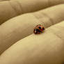little ladybug.