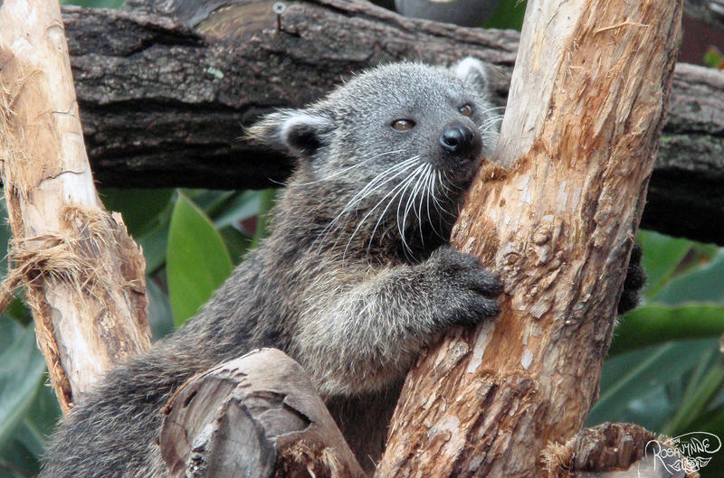 Baby Binturong