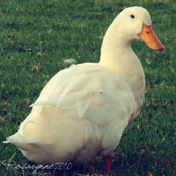 Duck II