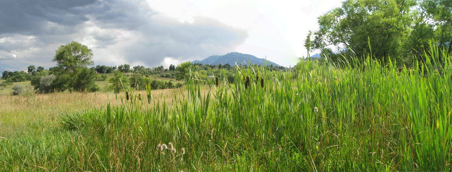 Cattails by Obscured-Rendition on DeviantArt