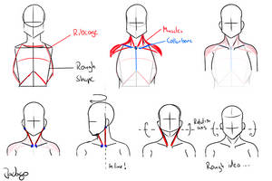 Neck Study #1