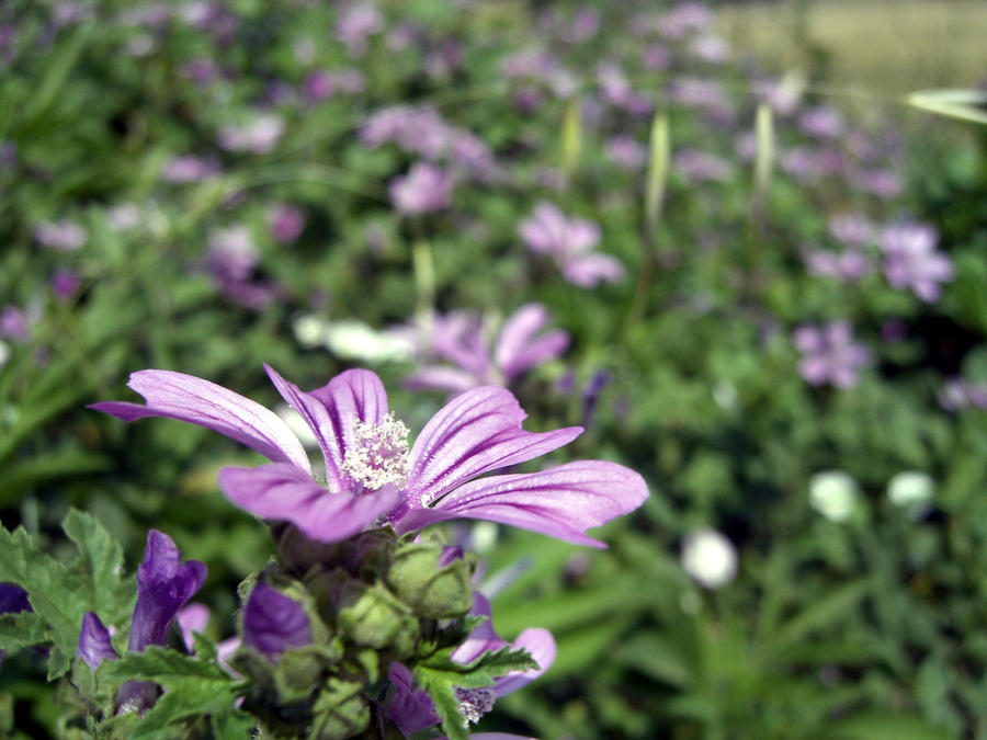 Purple Romean Roman Purple by ariich on DeviantArt