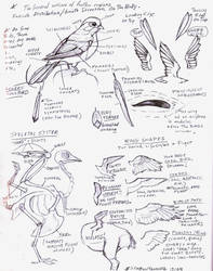 Bird wings tutorial sketch