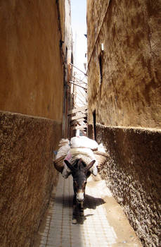 Donkey in Fes, Morocco