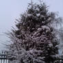 snow tree