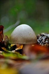 mushroom