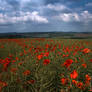 Field of paper flowers