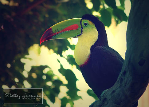 Toucan