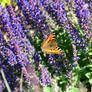 Lavender breakfast