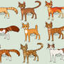 Cat Adoptables 4