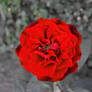 The Red Rose