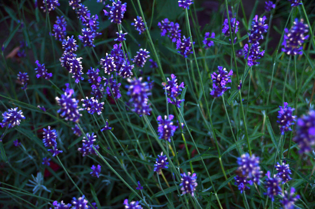 Sparkling flowers