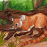 Coati