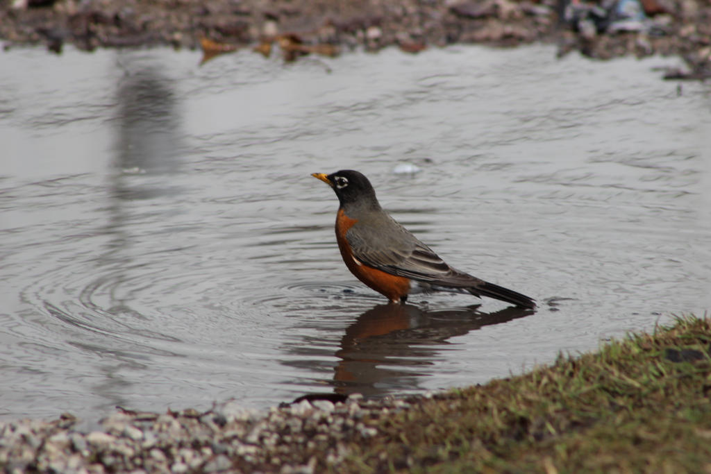 Robbin Spring frist robin of spring by bagera3005 on DeviantArt