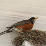 robin feeding her young