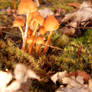 Another Mushroom Gathering